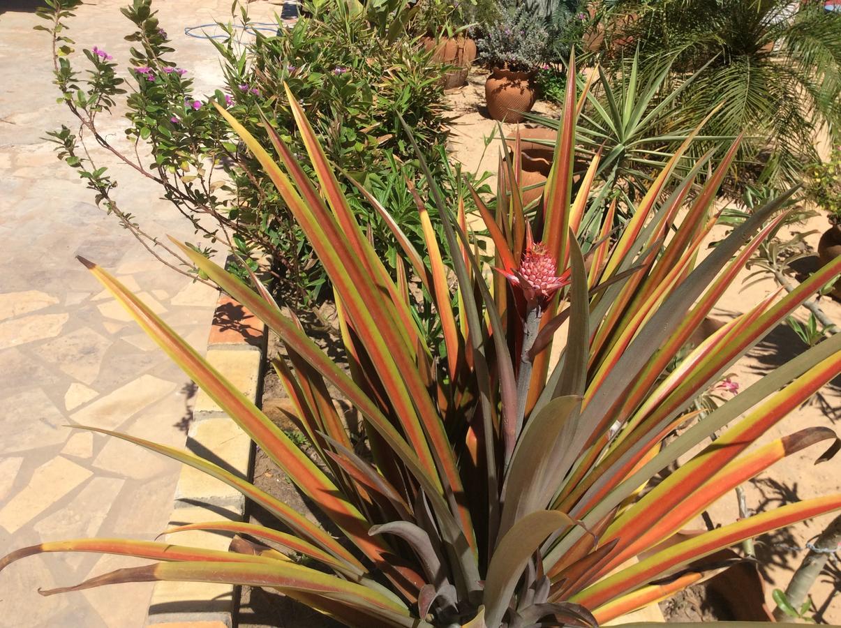 Casa Do Jardim Acomodação com café da manhã Canoa Quebrada Exterior foto